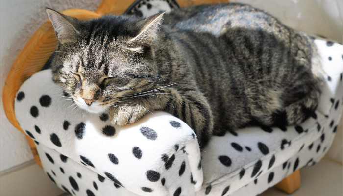 上海的狗疫情最新情况 上海的狗疫情最新情况