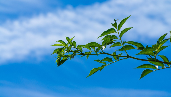 山东疫情最新排查：防疫最新动态与科学应对策略