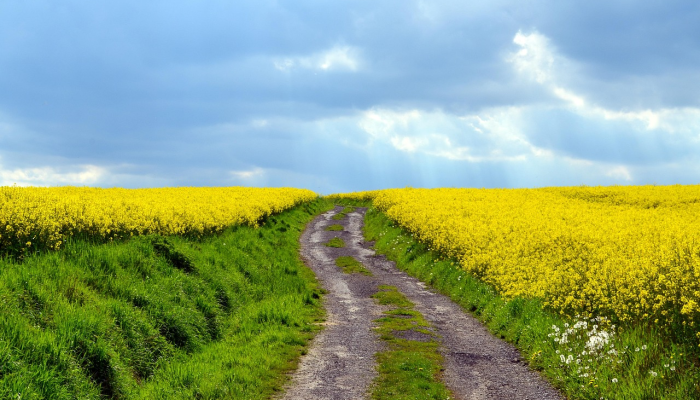 逊克农场最新疫情：防疫措施与未来展望