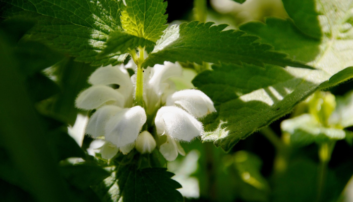 天长市疫情最新统计表:全面了解最新动态与防疫策略 天长市疫情最新统计表:全面了解最新动态与防疫策略