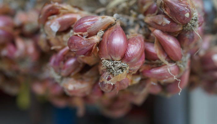 中国脐橙最新疫情：市场动态与消费者关注